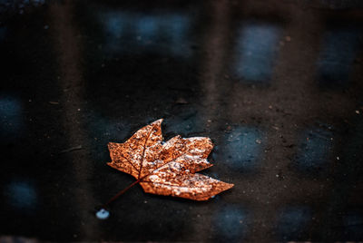 Close-up of maple leaves