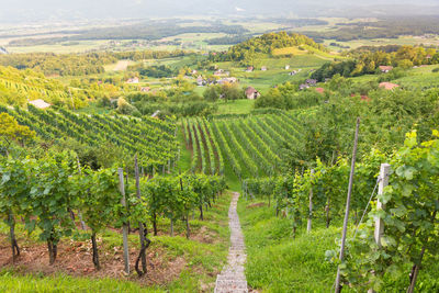 Panoramic view of vineyard against clear sky
