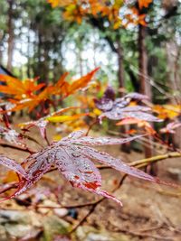 Close-up of leaves on branch