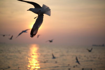 Seagulls flying over sea during sunset