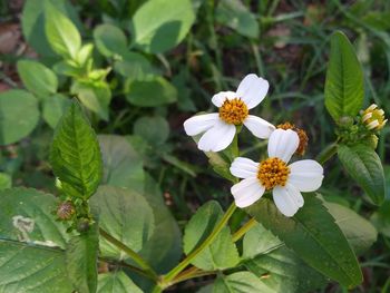 Close-up of white flowering plant
