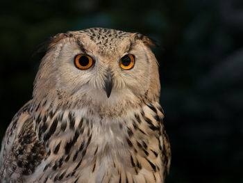 Close-up portrait of owl