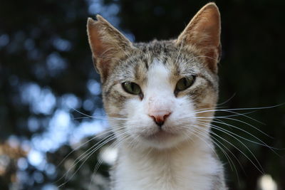 Close-up portrait of a cat