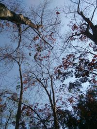 Low angle view of flowering trees against sky