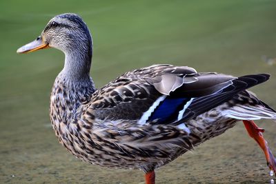 Close-up of a duck