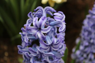 Close-up of purple flowers blooming outdoors