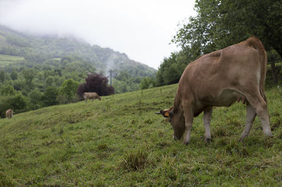 Horse grazing in a field