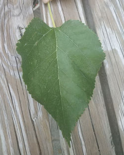 High angle view of leaf on wooden plank