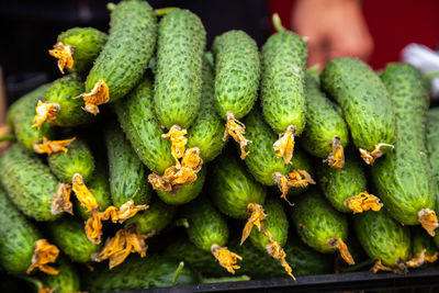 Close-up of succulent plant