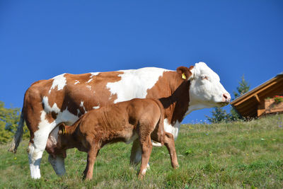 Cows standing in a field