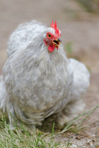 The vibrant red wattle and comb of this healthy grey peking bantam pet chicken stand out