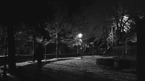 Illuminated trees at night