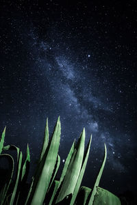 Low angle view of succulent plant against sky at night