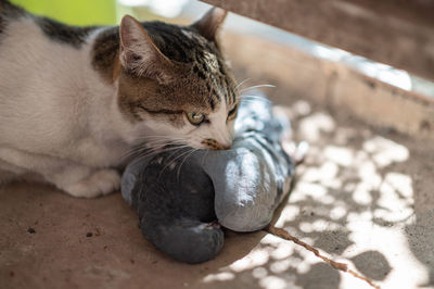 Close-up of a cat resting