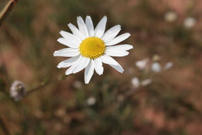 High angle view of chamomile flower