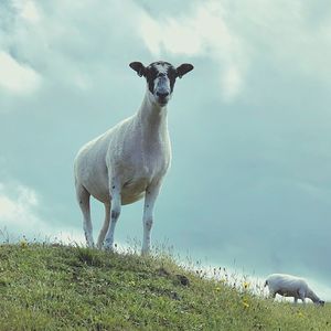 Portrait of sheep standing in field