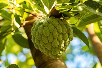 Sweetsop Green