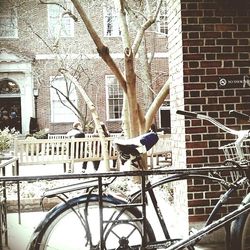 Bare tree in front of building