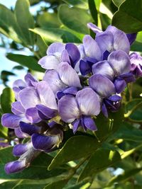 Close-up of purple flowering plant