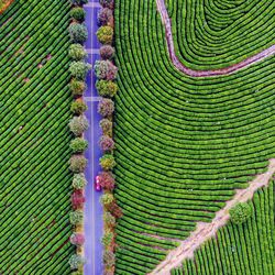 Full frame shot of flowering plants on field