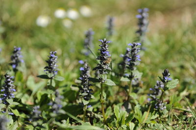 Close-up of insect on purple flowering plant