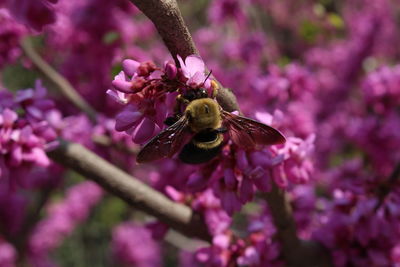 Close-up of bee pollinating on pink flower