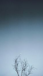 Low angle view of bare tree against clear sky