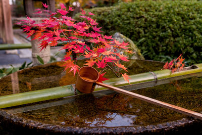 Beautiful  flower hand water decorated with red maple leaves