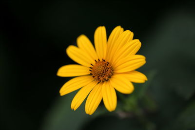 Close-up of yellow flower