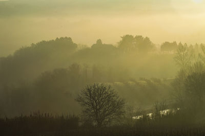 Trees on field against sky during foggy weather