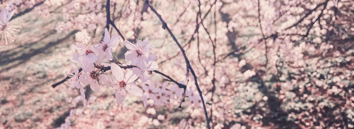 Close-up of pink cherry blossoms in spring