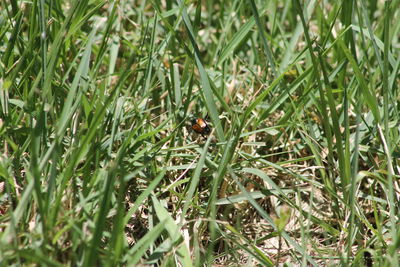 Close-up of ladybug on grass