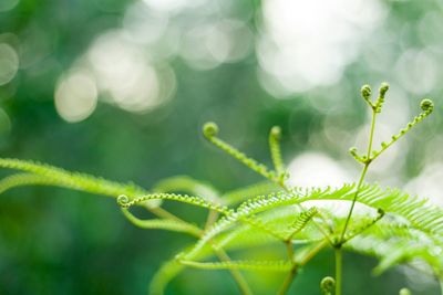 Close-up of plant