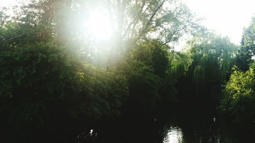 Sun shining through trees