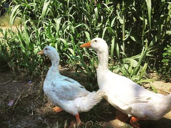 Close-up of ducks on field