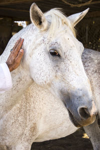 Close-up of a horse in ranch