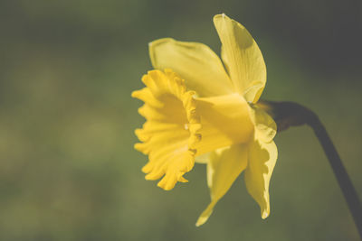 Close-up of yellow flower blooming outdoors