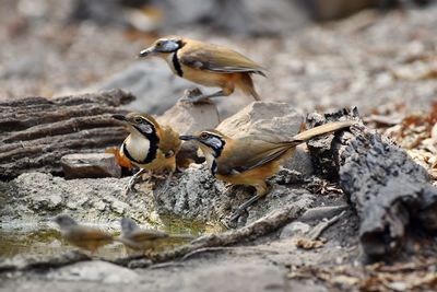 Greater necklaced laughingthrush bird, thailand