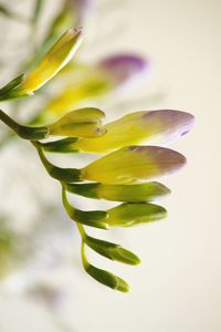 Close-up of plant