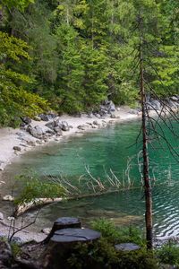 Scenic view of river flowing in forest