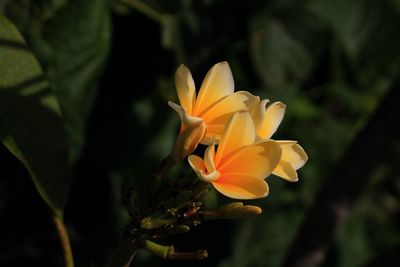 Close-up of yellow flowers blooming outdoors