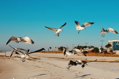 Seagulls flying against clear blue sky