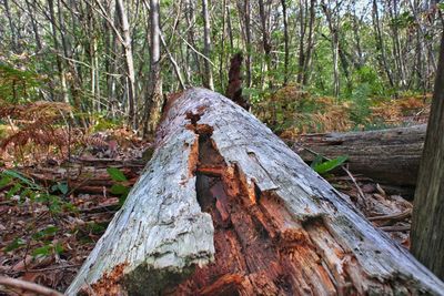 Close-up of tree stump in forest