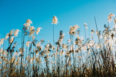 Low angle view of grass growing against clear blue sky