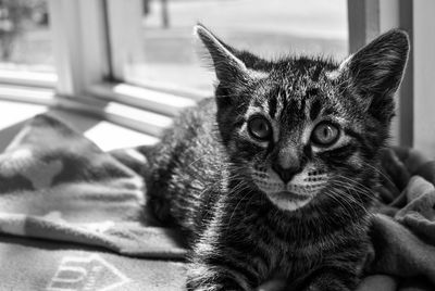 Close-up portrait of cat relaxing on bed at home