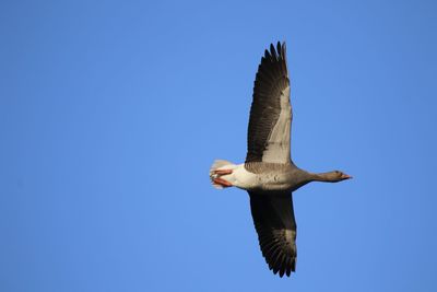 Low angle view of goose flying against clear blue sky