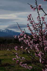 Cherry blossoms against sky