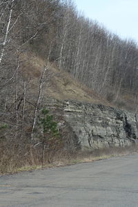 View of road along trees