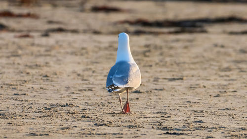 Close-up of seagull on sand