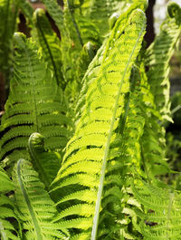 High angle view of fern leaves